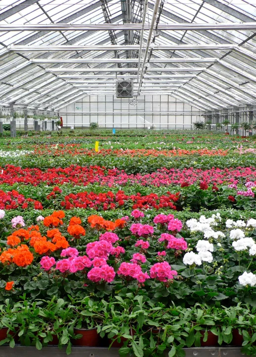 Ein großes Gewächshaus mit einer Vielzahl von Blumenarten in voller Blüte