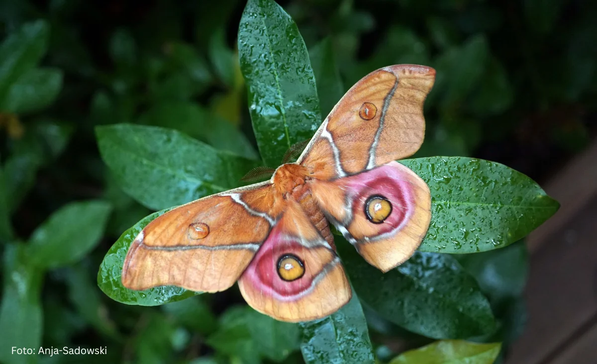 Eine große Motte mit auffälligen Augen sitzt auf einem Blatt in der Biosphäre.