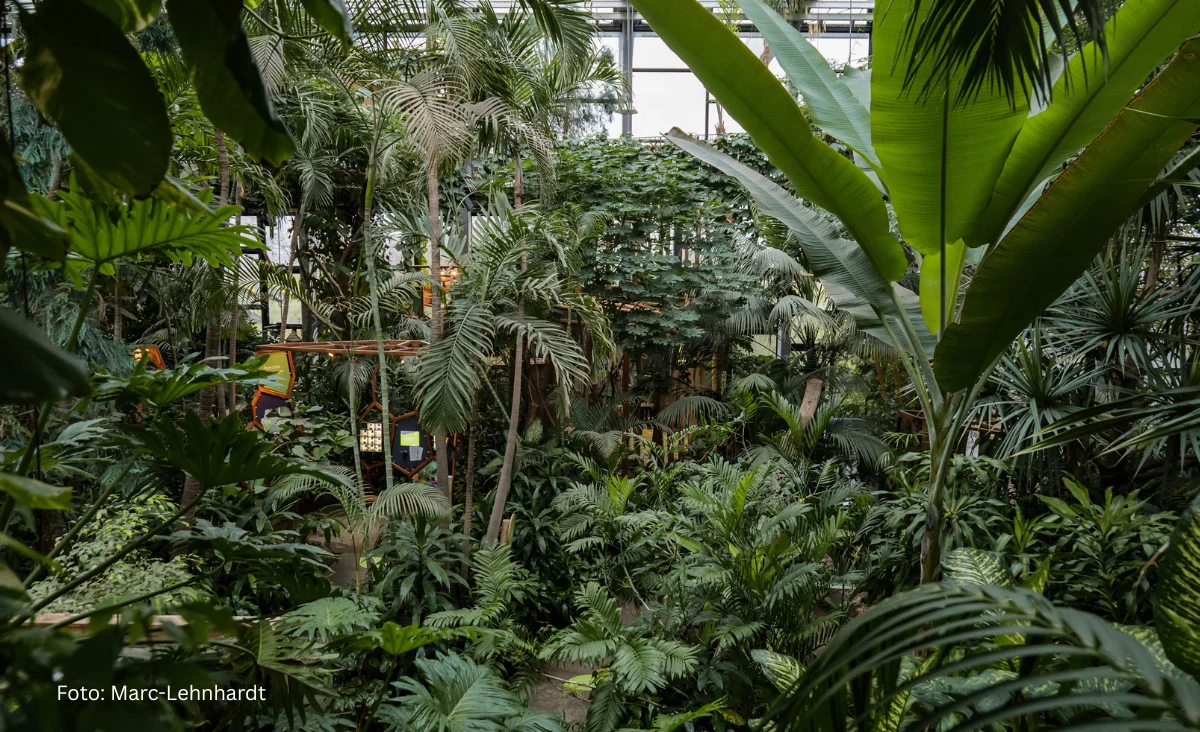 Dichte Vegetation und Bäume in einem tropischen Dschungel, dargestellt in der Biosphäre Potsdam.