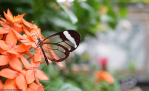 Ein Schmetterling sitzt auf orangefarbenen Blumen, umgeben von grünen Blättern im Hintergrund.