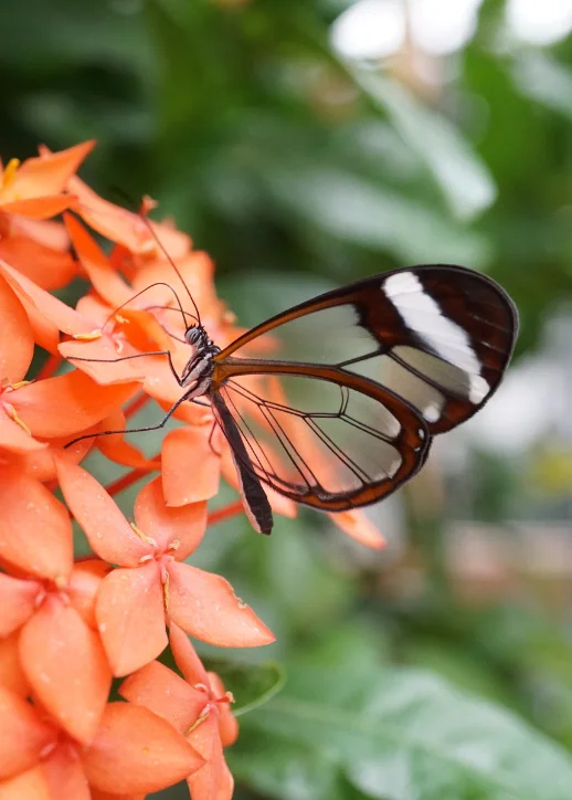 Ein Schmetterling mit schwarz-weißen Flügeln sitzt auf orangefarbenen Blumen in der Biosphäre.