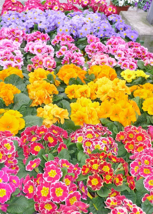 Blumenladen 'Herrman Rothe Gartenbau' mit einer Vielzahl von Pflanzen und bunten Blumen.