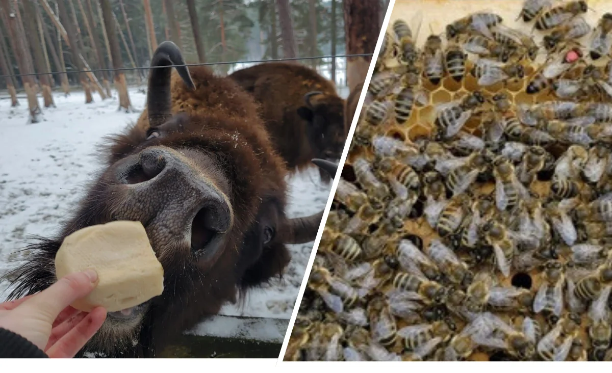 Nahaufnahme eines Wisents, der an einem Stück Futter schnuppert, und eine Nahaufnahme eines Bienenstocks mit vielen Bienen auf Waben