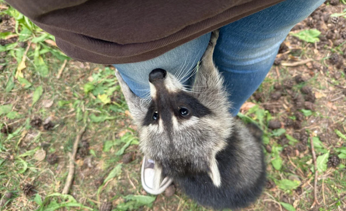 Waschbär klettert an einer Person in Jeans und braunem Oberteil hoch im Wildpark Johannismühle