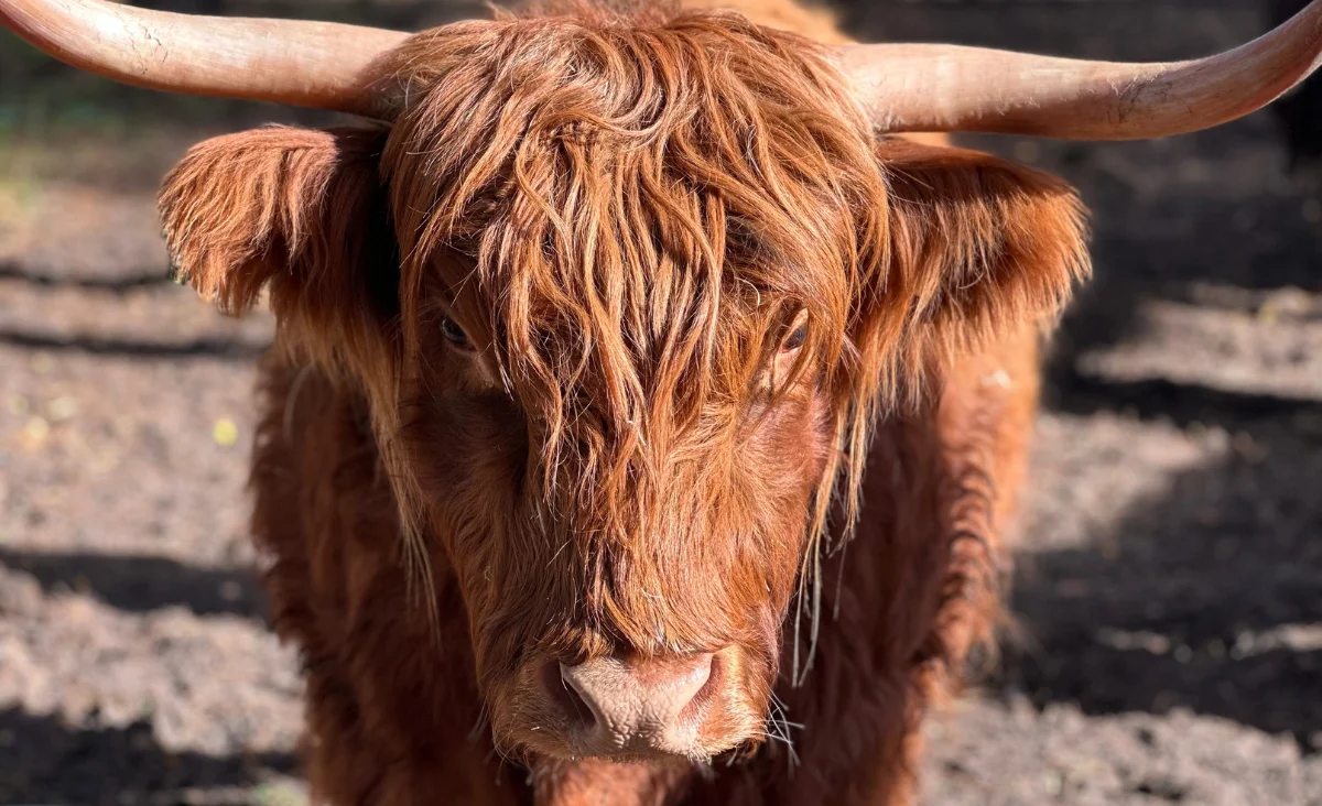 Nahaufnahme eines schottischen Hochlandrinds mit langen Hörnern und zotteligem Fell im Wildpark Johannismühle