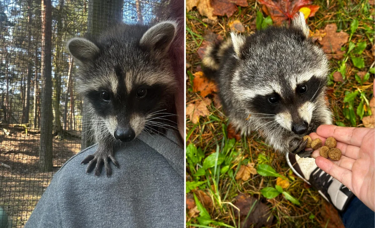 Nahaufnahmen eines Waschbären im Wildpark Johannismühle, links sitzt das Tier auf einer Schulter, rechts nimmt es Futter aus einer Hand auf grünem Laubboden