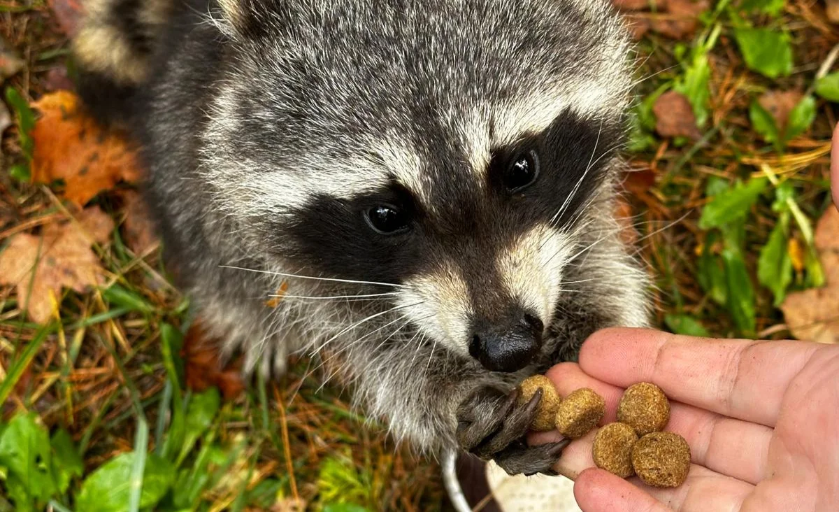 Nahaufnahme eines Waschbären, der aus einer Hand Tierfutter in Kugelform frisst, umgeben von Laub und Gras