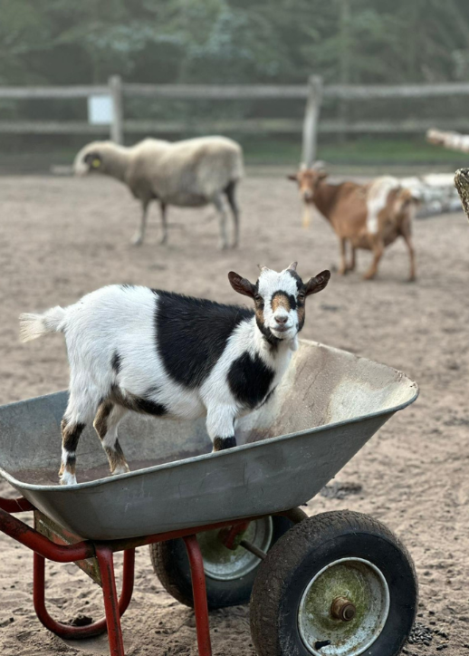 Eine Ziege sitzt in einer Schubkarre und schaut neugierig in die Kamera.