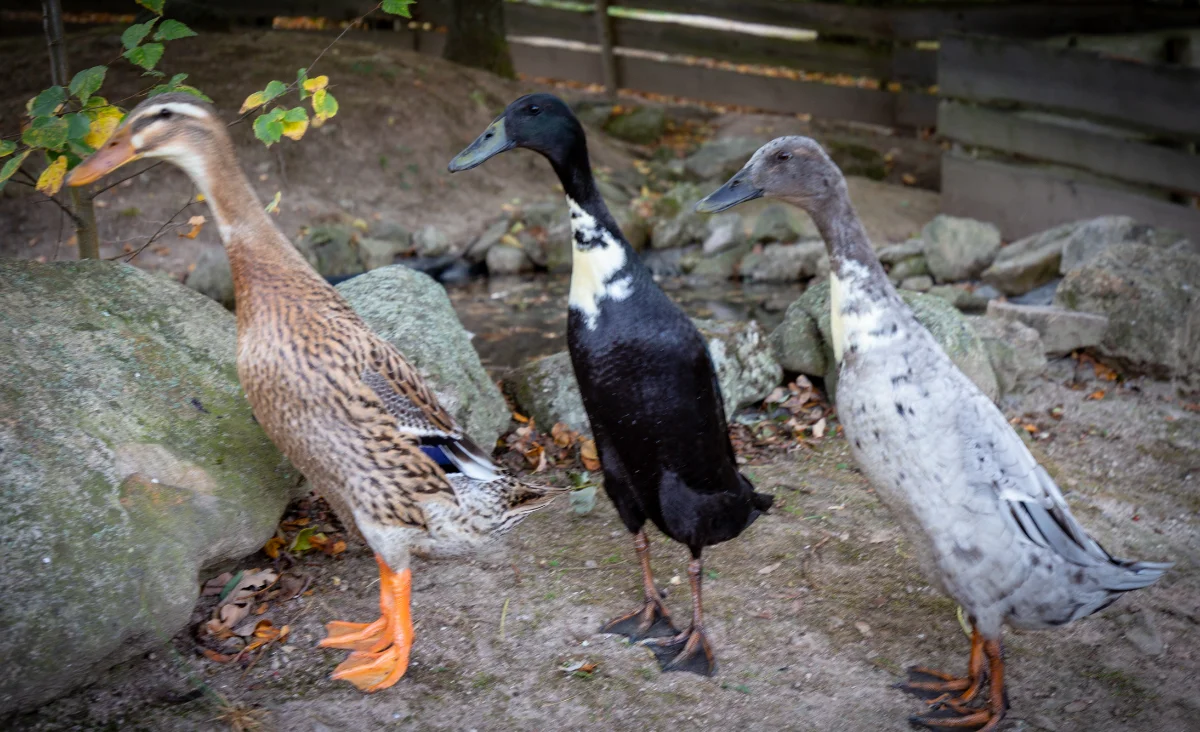 3 bunte Enten schauen neugierig in die Ferne
