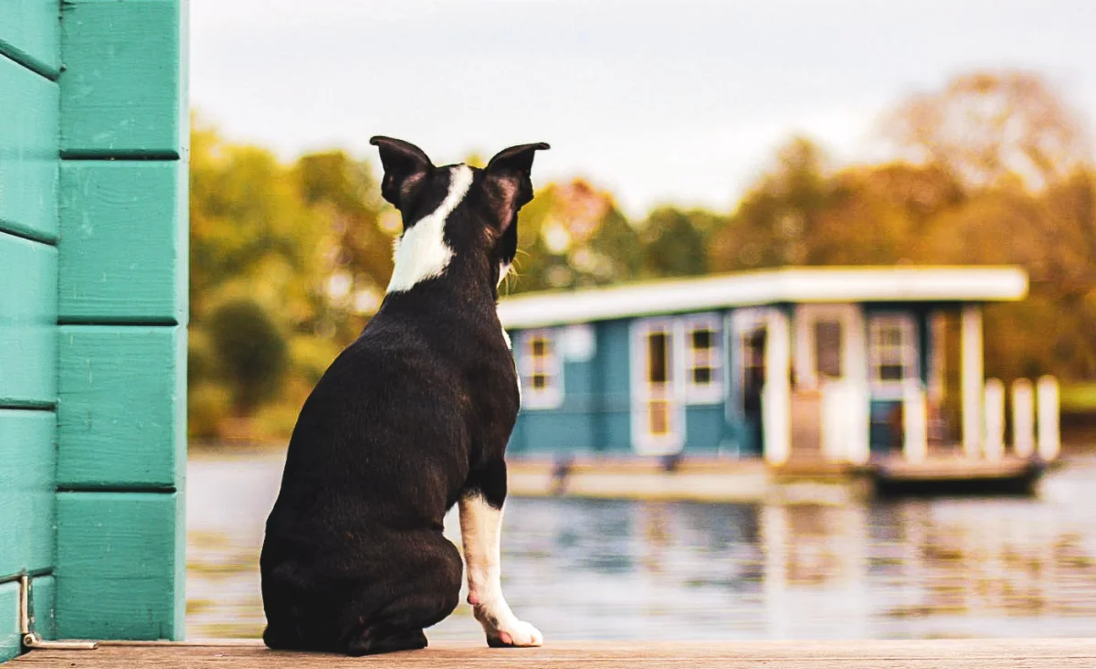 Ein Hund sitzt auf einem Holzsteg und blickt auf ein Hausboot im Wasser