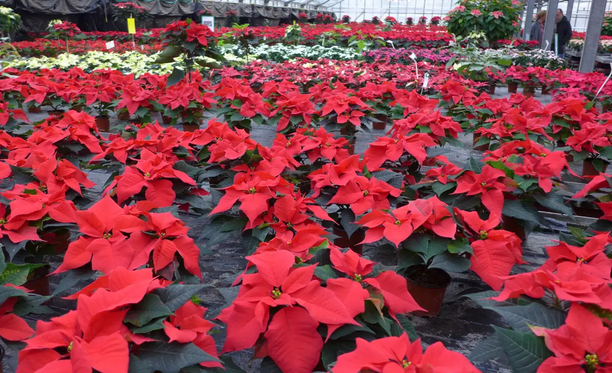 Große Anzahl von Weihnachtssternen in Töpfen in einem Gewächshaus von Gartenbau Rothe Zehlendorf