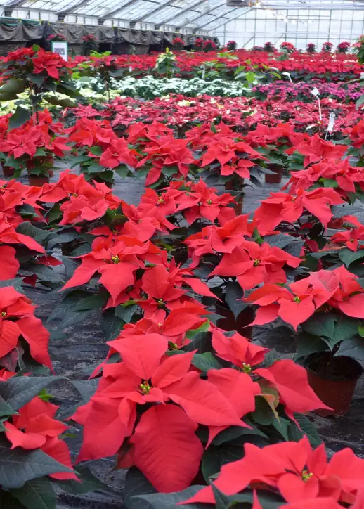 Große Anzahl von Weihnachtssternen in Töpfen in einem Gewächshaus von Gartenbau Rothe Zehlendorf